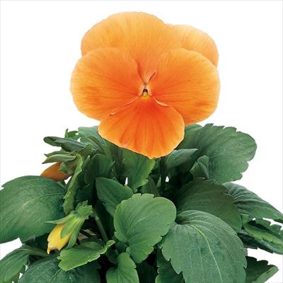 パンジー パシオ(R) クリアオレンジ （ver.2）