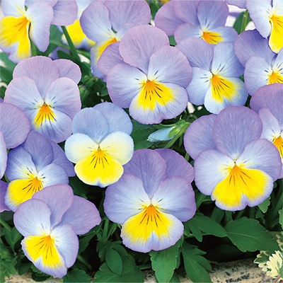 パンジー モルフォ（ver.2）