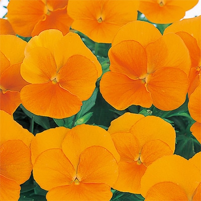 パンジー よく咲くスミレ マーマレード （ver.2）