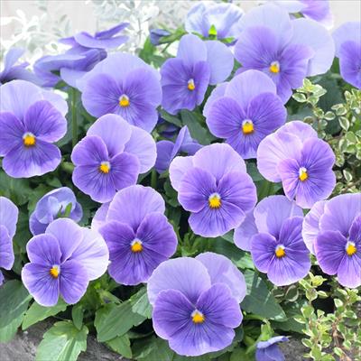 パンジー よく咲くスミレ ブルーフィズ