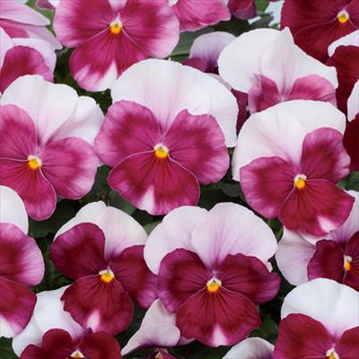 パンジー よく咲くスミレ ロゼ