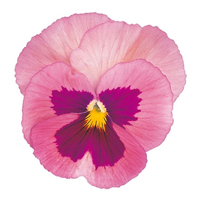 パンジー パシオ(R) ピーチ