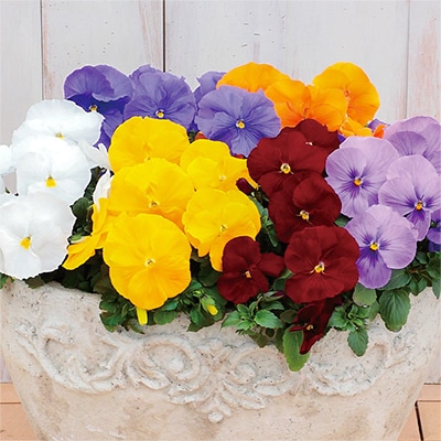 パンジー パシオ(R) クリアカラーミックス