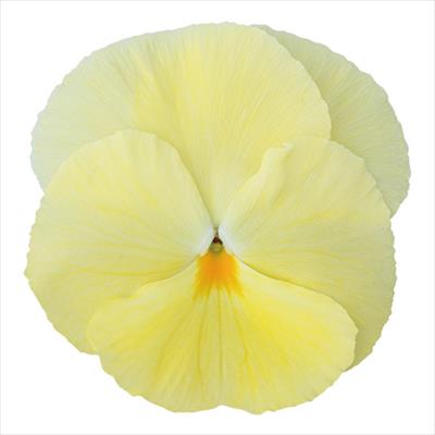 パンジー パシオ(R) プリムローズ