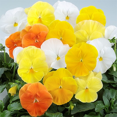 パンジー パシオ(R) シトラスカラーミックス