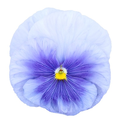 パンジー パシオ(R) ブルーフレア