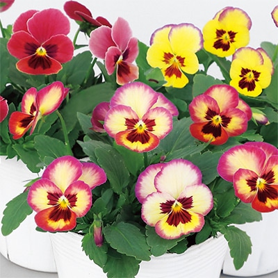 パンジー よく咲くスミレ アップルソーダ