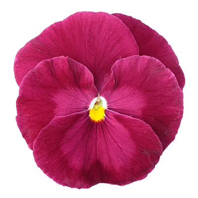 パンジー パシオ(R) クリアローズ (ver.2)