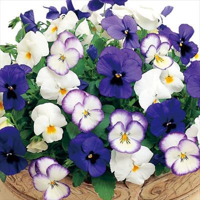 パンジー 夢色スミレ オーシャン