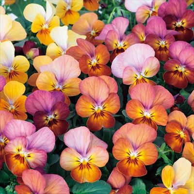 ビオラ コリーナ　テラコッタ