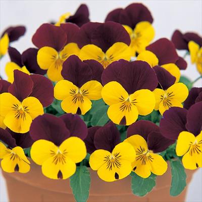 ビオラ ピエナ(R)  プリン