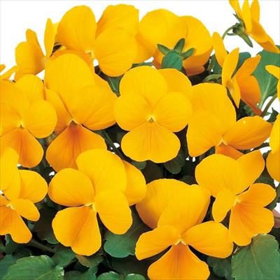 ビオラ ピエナ(R) イエロー