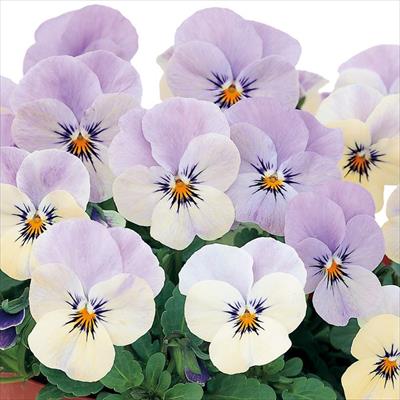 ビオラ ピエナ(R) ラベンダーマジック