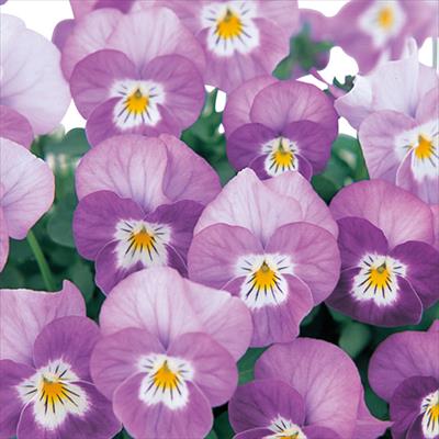 ビオラ ピエナ(R) ラベンダーピコティー