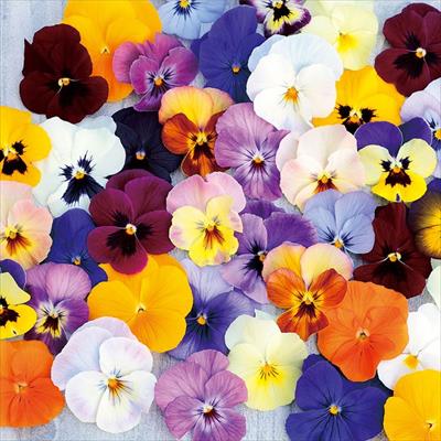 ビオラ 百花繚乱ももか(Ｒ)  混合