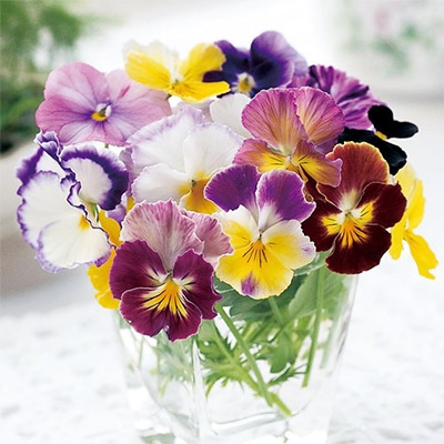 ビオラ 江原ビオラ ミックス