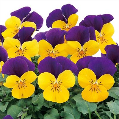 ビオラ ピエナ(R) イエロージャンプアップ （ver.2）