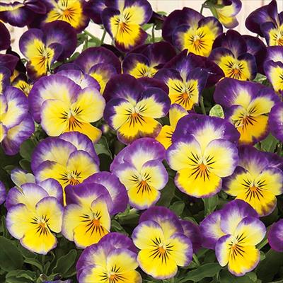 ビオラ ピエナ(R) ブルーフラッシュ