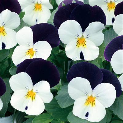 ビオラ ピエナ(R) ホワイトジャンプアップ