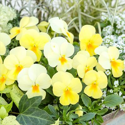 ビオラ 百花繚乱ももか(Ｒ) ひよこももか