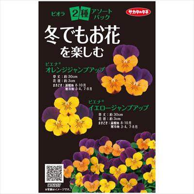アソートパック ビオラ ピエナ(R) 2種 冬でもお花を楽しむ