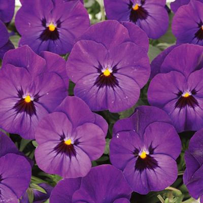 ビオラ ピエナ(R) ブルーレイ