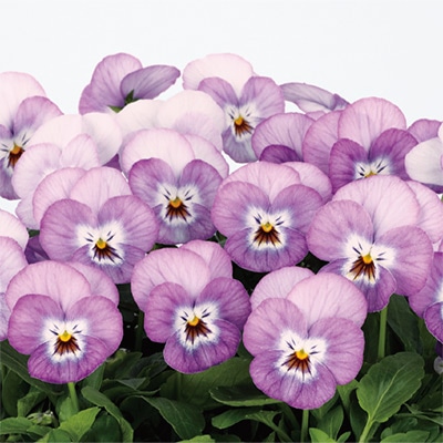 ビオラ ピエナ(R) ライラックピコティー