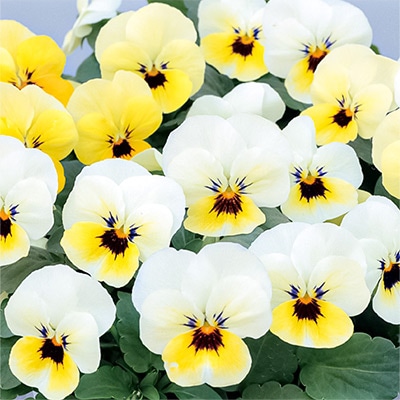 ビオラ コリーナ プリムローズブロッチ