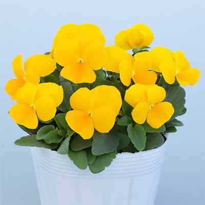 ビオラ ピエナ(R) イエロー