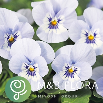 ビオラ ソルベXP マリーナ