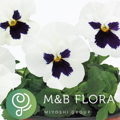 ビオラ ソルベXP ホワイトブロッチ