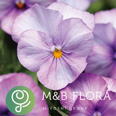 ビオラ ソルベXP ラベンダーピンク