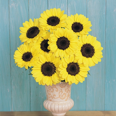 ヒマワリ ビンセント(R) (2型) ポメロ