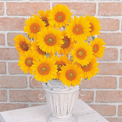 ヒマワリ ビンセント(R) (2型) クリアオレンジ