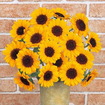 ヒマワリ ビンセント(R) (2型) オレンジ