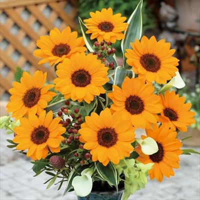 ヒマワリ ビンセント(R) (2型) ネーブル