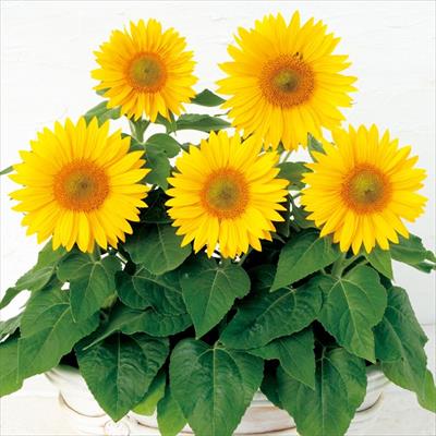 ヒマワリ サンタスティック クリアイエロー