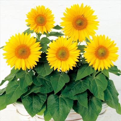 ヒマワリ サンタスティック クリアイエロー