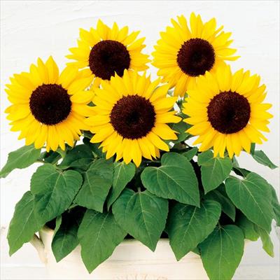 ヒマワリ サンタスティック イエロー