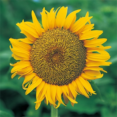 ヒマワリ サンスポット