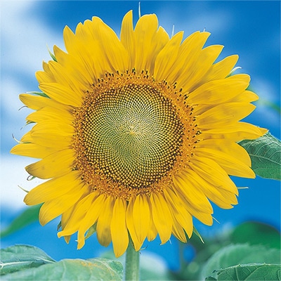 ヒマワリ 巨大輪咲 ロシア