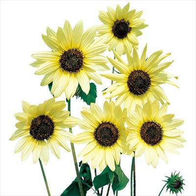 ヒマワリ イタリアンホワイト