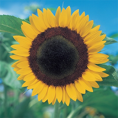 ヒマワリ かがやき