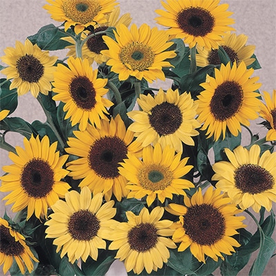 ヒマワリ 切り花用 ミックス