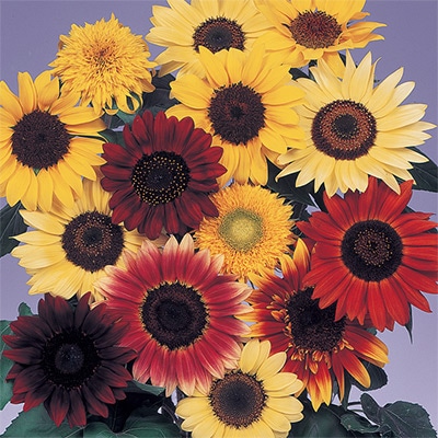 ヒマワリ バラエティー ミックス