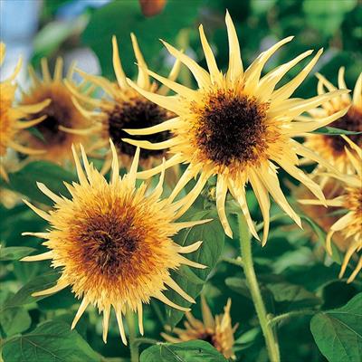 ヒマワリ レモン エクレア