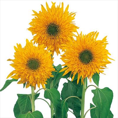 ヒマワリ マティスのひまわり