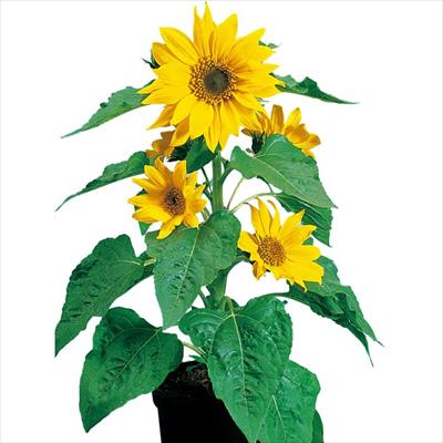 ヒマワリ ピノチオ ゴールド