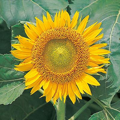 ヒマワリ サンスポット