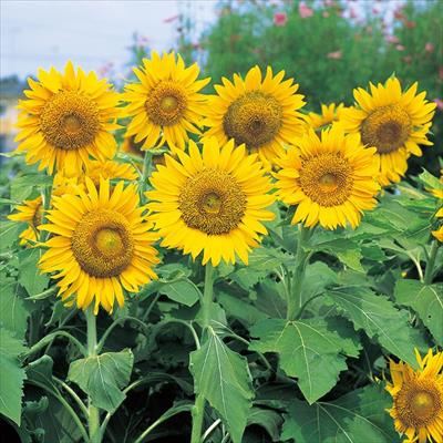 ヒマワリ サニーキッズ